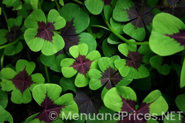 İpad menus in restaurants