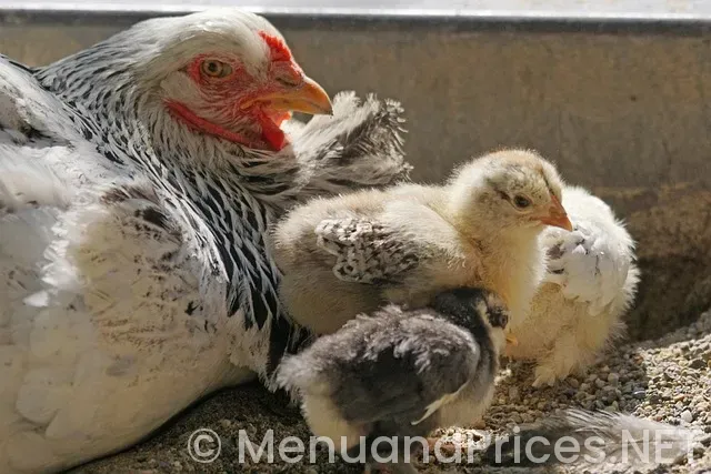 Kelley's country cookin houston menu