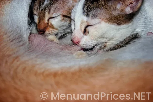 Kfc delivery near me menu and prices Kfc delivery near me menu and prices