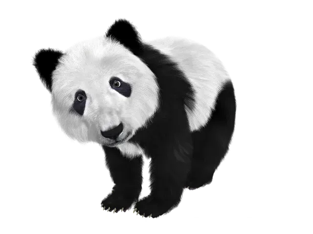 Lion cub's cookies menu