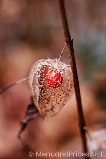 Logan's menu and prices