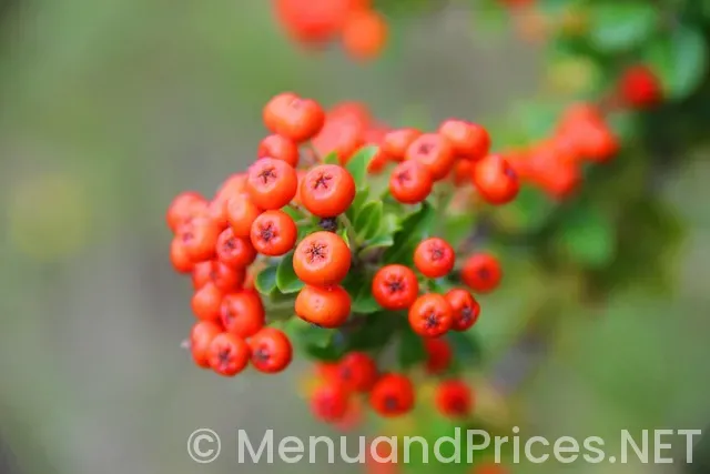 Menu and prices for bonefish grill Menu and prices for bonefish grill