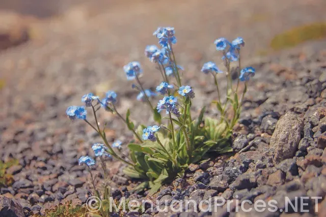 Mian bistro abilene tx menu