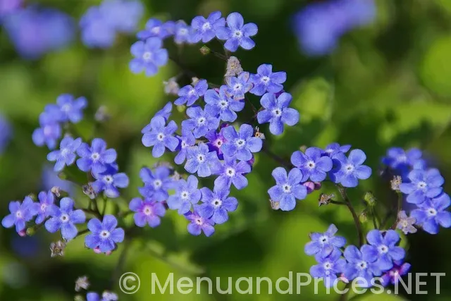 Mian bistro abilene tx menu