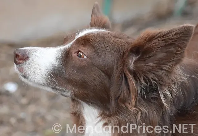 On the border menu and prices