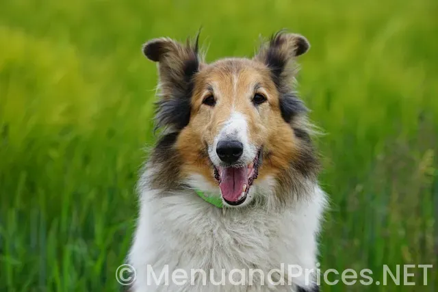 Open the menu Open the menu