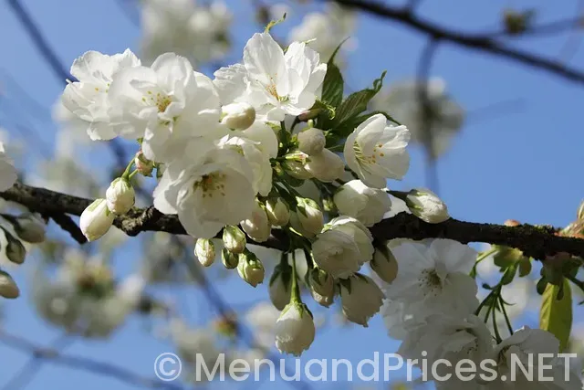 Otaru japanese restaurant pittsburgh menu