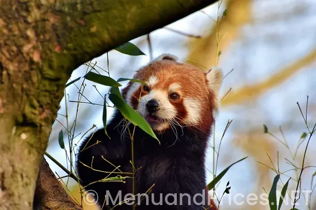 Panda express menu with pictures and prices