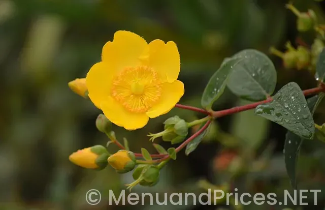 Papa john’s menu and price