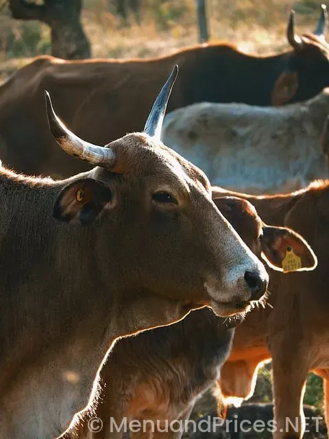 Rao's miami beach menu