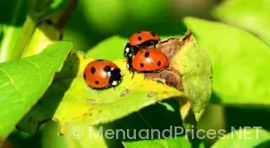 Regent Seven Seas Menus