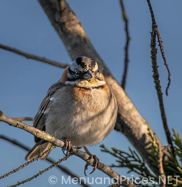Schwan's menu and prices near me