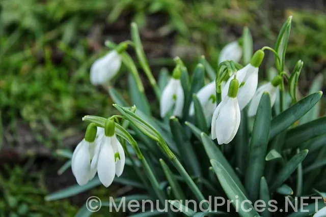 Signs for restaurant menus