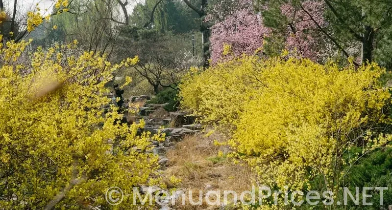 Spring creek menu and prices