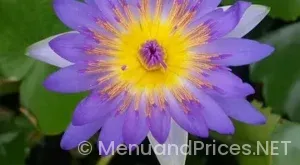 Thai thai lubbock menu