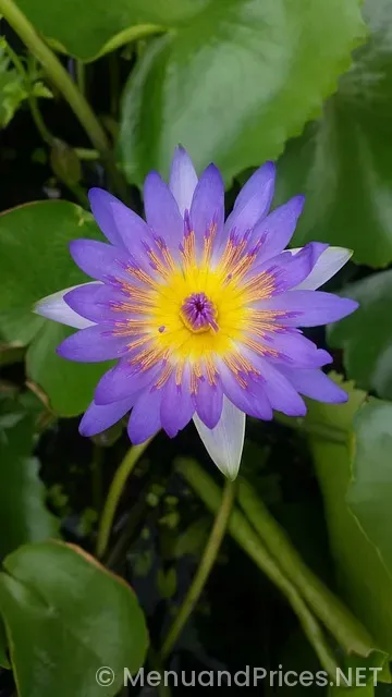 Thai thai lubbock menu