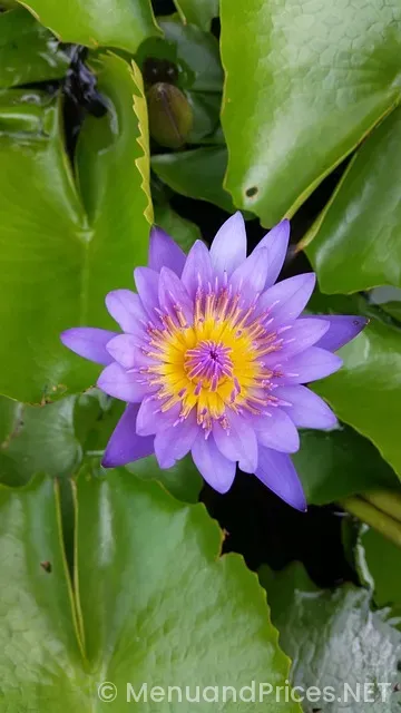 Thai thai lubbock menu