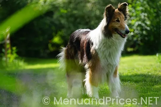 The Farmers Puppy Menu