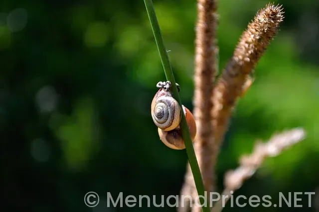 The spices restaurant & bar green bay menu