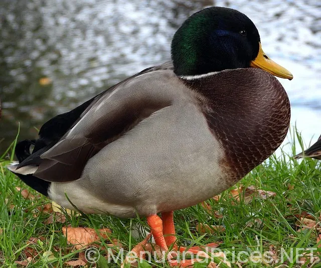 Type of menu crossword clue