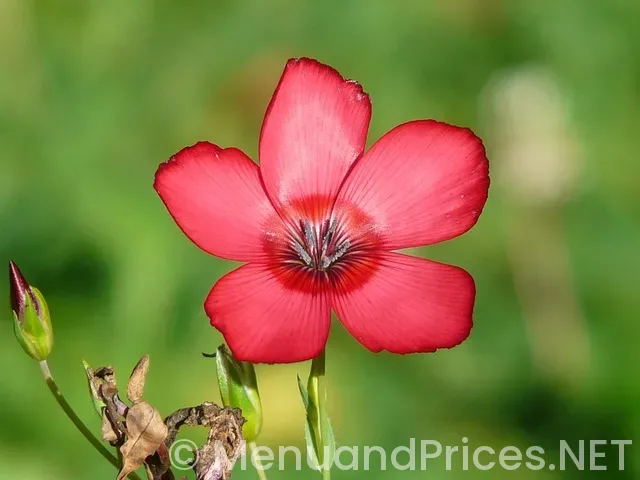 ee to leet ke grill menu