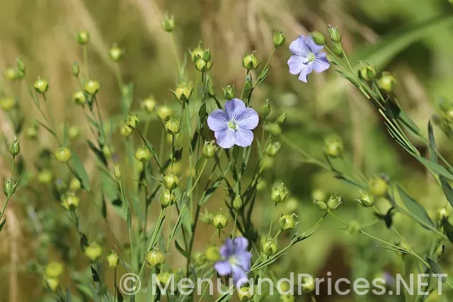 ee to leet ke grill menu