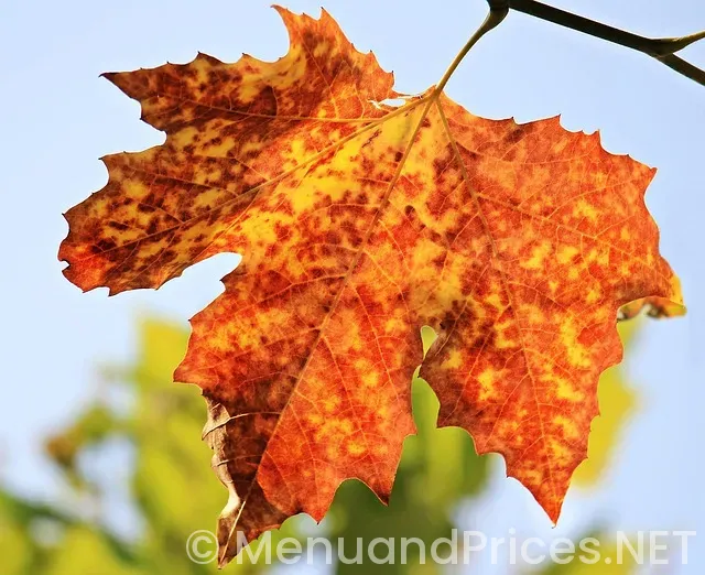 Starbucks Fall Menu 2025