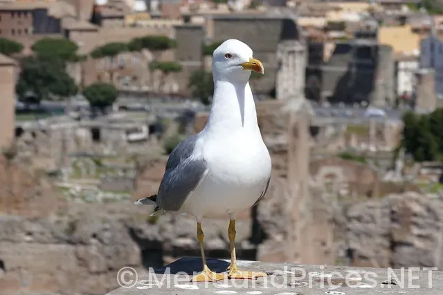 Weekly menus for seniors