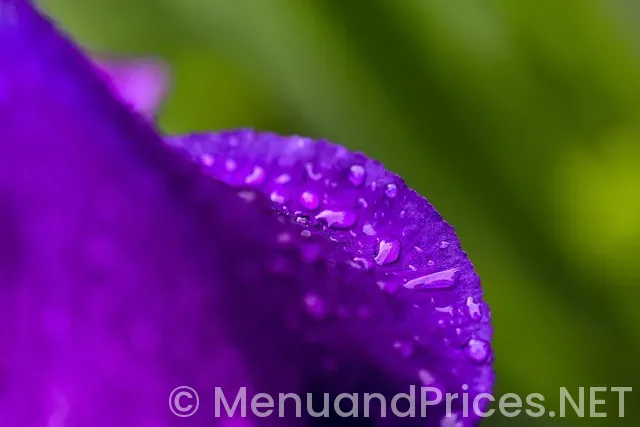 Zen leaf plymouth menu