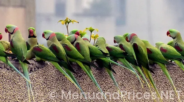 chick-fil-a breakfast menu
