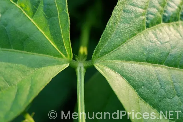 Cedar bean Cedar bean