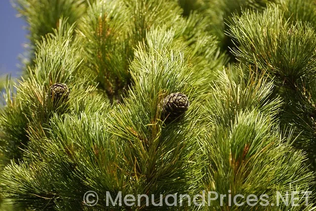 Cedar bean Cedar bean