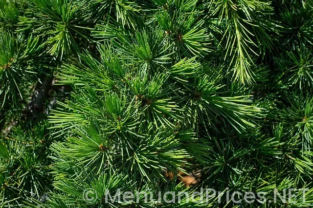 Cedar bean Cedar bean