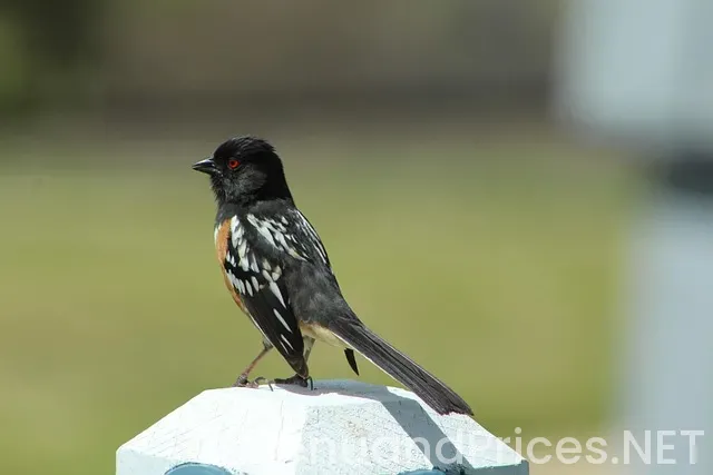 Colorado springs car wreck lawyer Colorado springs car wreck lawyer