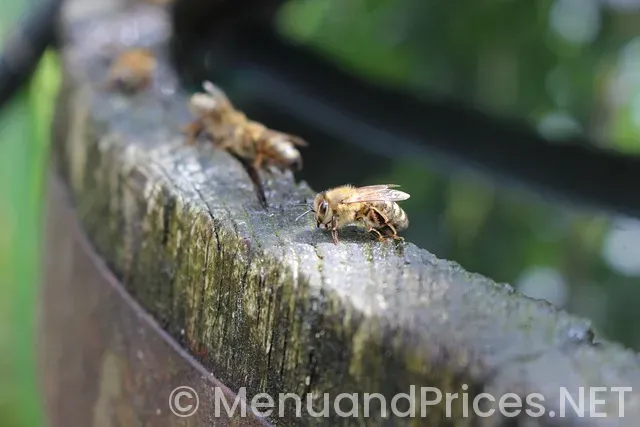 Cracker barrel all day breakfast