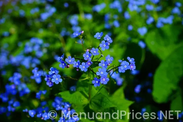 Desayuno dunkin donuts menú