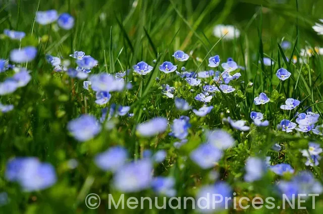 Desayuno dunkin donuts menú