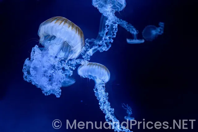 Does circle k have alani