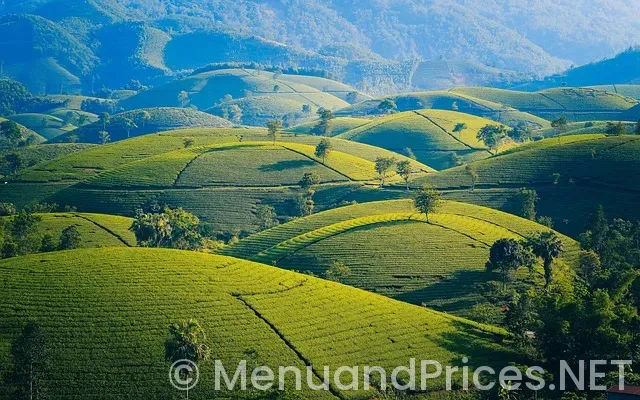 Does circle k have alani