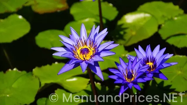 Eat n park application