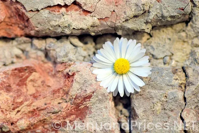 Hole in the wall bbq eugene