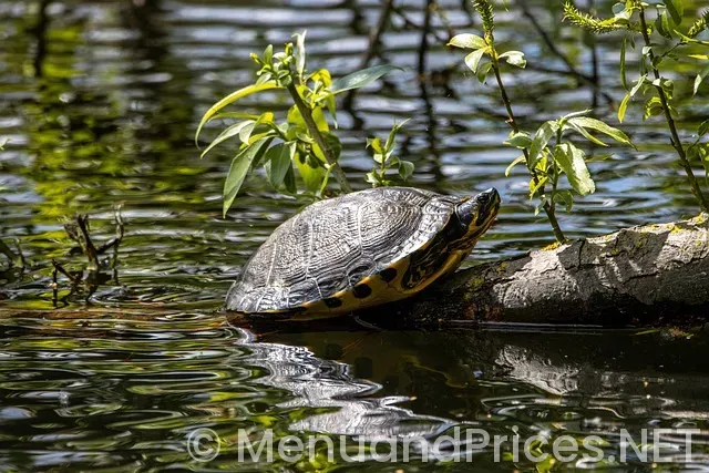 How to warm up meatballs