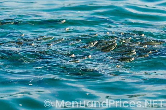 Hungry howies chesaning mi