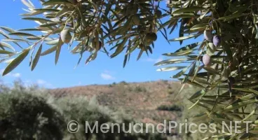 Lunch time at olive garden