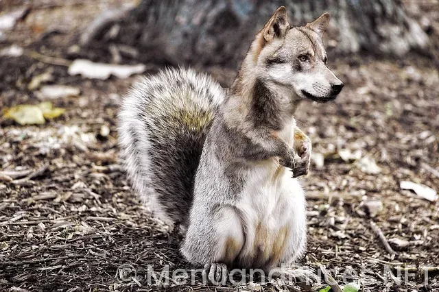 Montage mason reviews Montage mason reviews