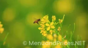 Mountain mike’s menu prices with prices