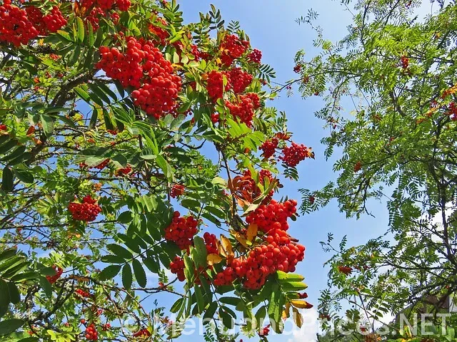 Mountain mike's pizza orem menu