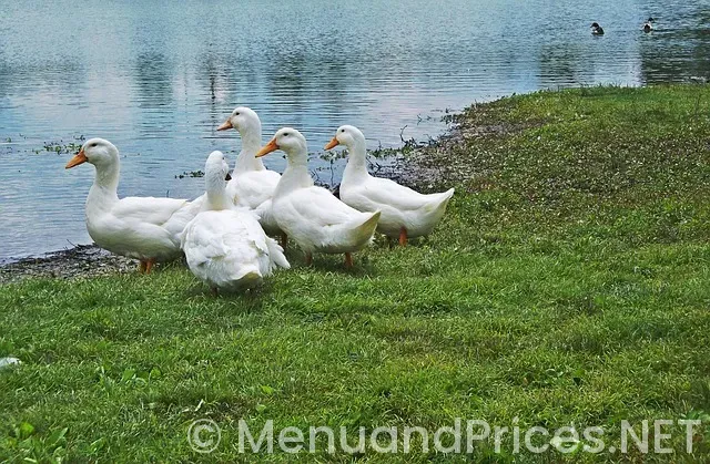 My old kentucky dinner train