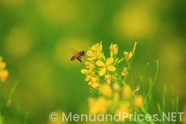 Ocean prime sarasota menu