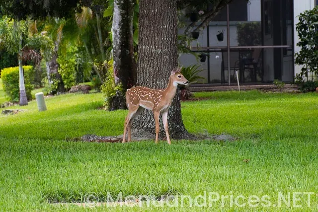 Ocean prime sarasota menu